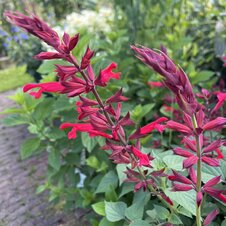 Salvia Roman Red