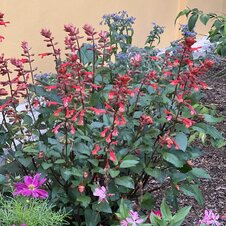 Salvia Selma Salmon