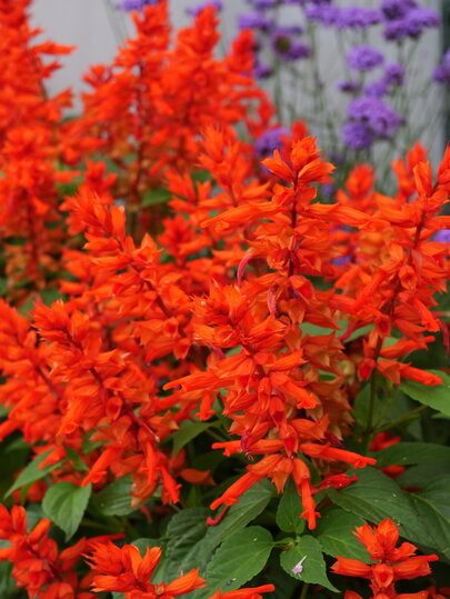 Salvia splendens Estella Red