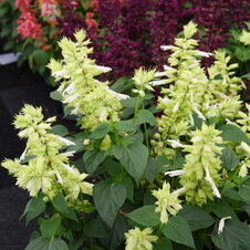 Salvia splendens Estella White