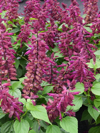 Salvia splendes Estella Purple