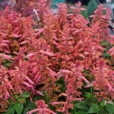 Salvia splendnens Estella Coral