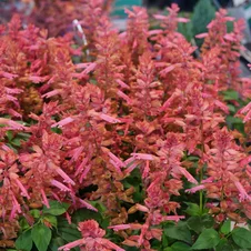 Salvia splendnens Estella Coral