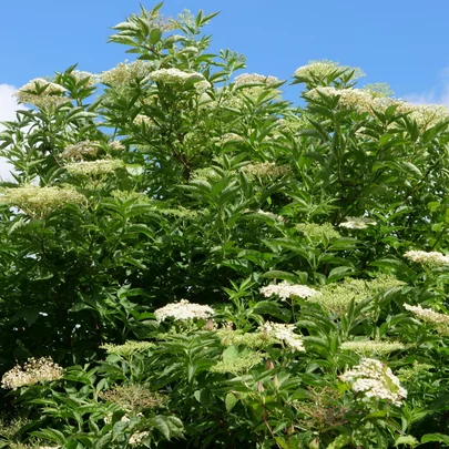 Sambucus nigra Sambucus nigra