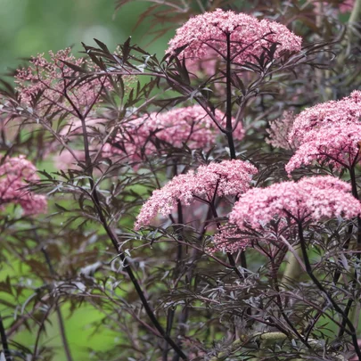 Sambucus nigra ‘Black Lace‘ Sambucus nigra ‘Black Lace‘
