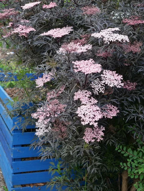 Sambucus nigra ‘Black Lace‘ Sambucus nigra ‘Black Lace‘