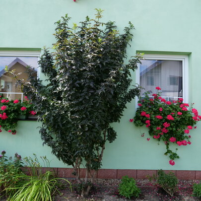 Sambucus nigra ‘Black Tower‘ _