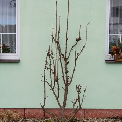 Sambucus nigra ‘Black Tower‘ - po reze