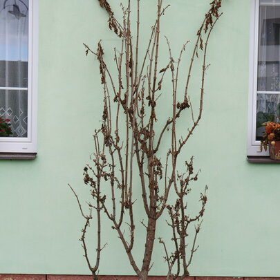 Sambucus nigra ‘Black Tower‘ - pôvodný stav