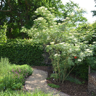 Sambucus nigra ‘Laciniata‘