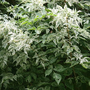 Sambucus nigra Pulverulenta - dvojfarebné listy