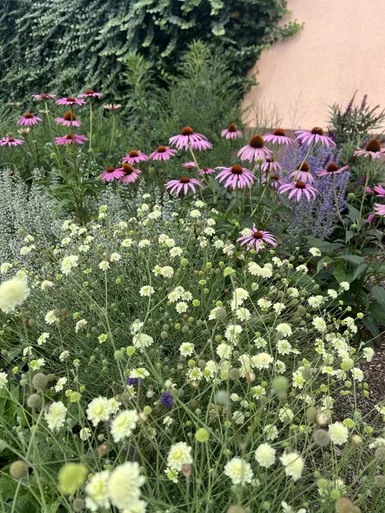 Scabiosa