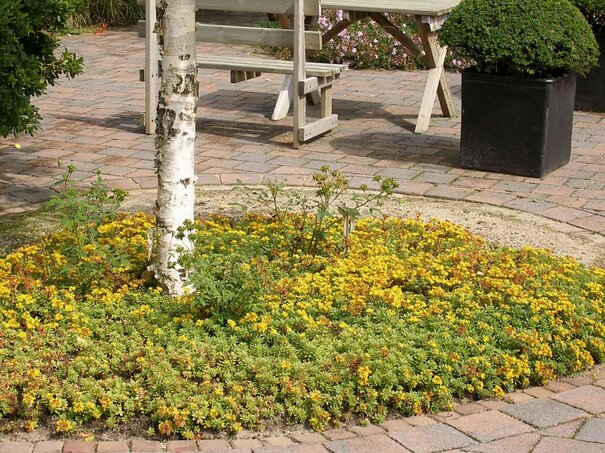 Sedum kamtschaticum