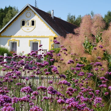 Škumpa vlasatá