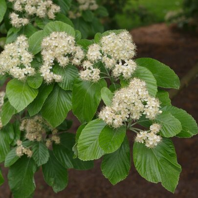 Sorbus aria