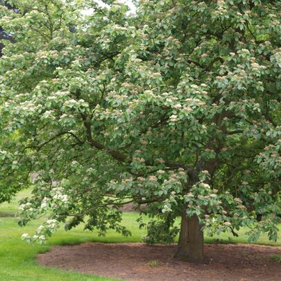 Sorbus aria - strom