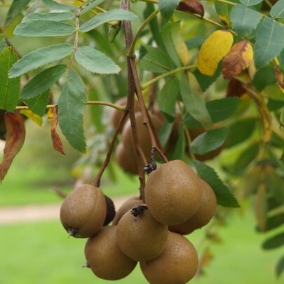 Sorbus domestica forma Pyrifera