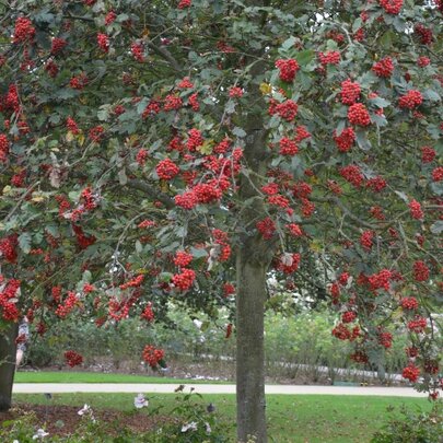 Sorbus hybrida ‘Gibbsii‘ strom