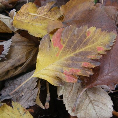 Sorbus intermedia - listy