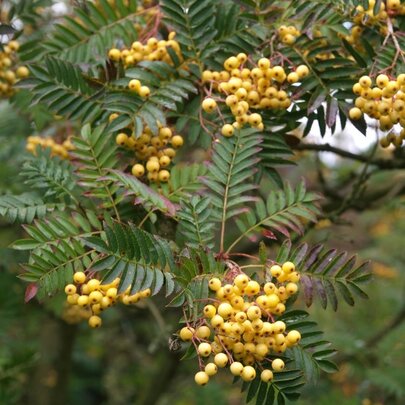 Sorbus ‘Joseph Rock‘