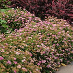 Spiraea japonica ‘Little Princess‘