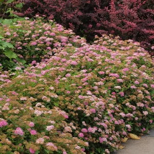 Spiraea japonica ‘Little Princess‘