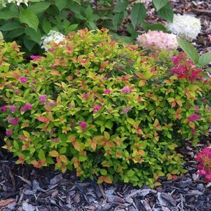 Spiraea japonica ‘Walbuma‘