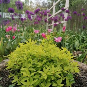 Spiraea japonica ‘Zen Spirit Caramel‘