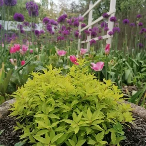 Spiraea japonica ‘Zen Spirit Caramel‘