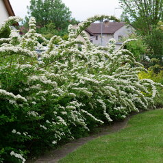 Spiraea nipponica ‘June Bride‘
