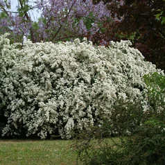 Spiraea vanhouttei
