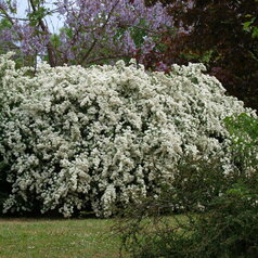 Spiraea vanhouttei