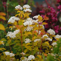 Spiraea vanhouttei ‘Gold Foutain‘