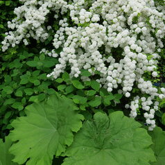 Spiraea vanhouttei ‘Gold Foutain‘
