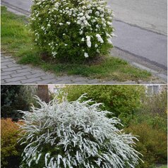Spirea cinerea ‘Grefsheim‘ - tvarovaná a voľne rastúca