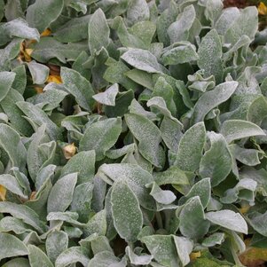 Stachys byzantina