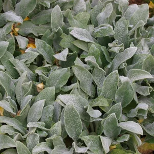 Stachys byzantina