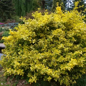 stálozelený bršlen - Euonymus fortunei