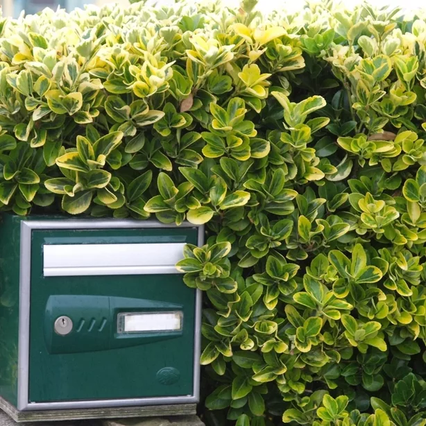 stálozelený bršlen Euonymus japonicus