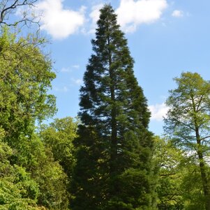 štíhla koruna Sequoiadendron