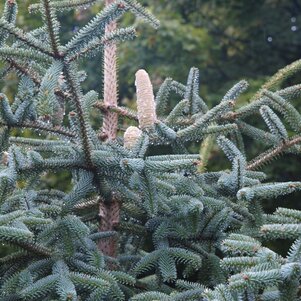 strieborné ihličie Abies pinsapo