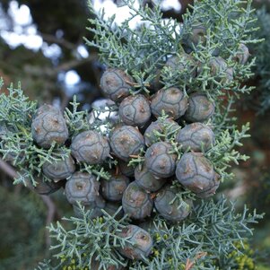 strieborné ihličie Cupressus arizonica