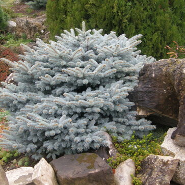 Strieborné smreky pre rodinné záhrady