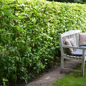 svíb biely - Cornus alba