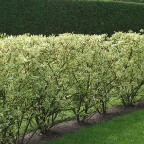 svíb biely - Cornus alba Sibirica Variegata