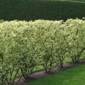 svíb biely - Cornus alba Sibirica Variegata