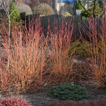 Svíby – nedocenení zimní hráči