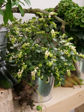 Symphoricarpos alias imelovník Symphoricarpos alias imelovník
