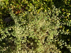 Symphoricarpos ‘Fiesta Berry‘