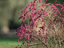 Symphoricarpos ‘Indian Currant‘